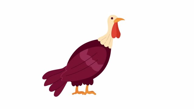 Domestic turkey bird 2D character animation. Poultry farming flat cartoon 4K video, transparent alpha channel. Wild gobbler thanksgiving. Autumnal countryside bird animated animal on white background
