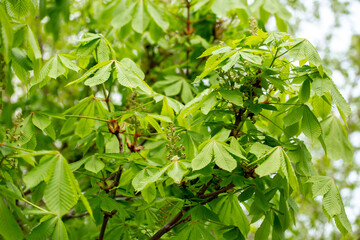 Chestnut with spring green leaves. Chestnut tree close up. Seasonal natural foliage background.