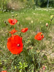 Tender red poppies on the field, poppy flowers