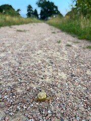 Small cute snail on the ground