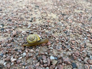 Small cute snail on the ground