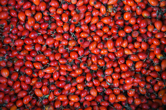 Ripe red rosehip berries