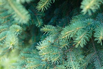 Branches of  spruce close-up. Christmas background.