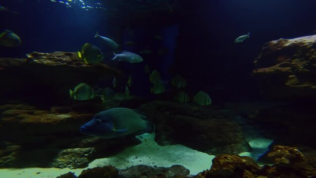 Paris aquarium, (cineaqua) Paris france surgenfishes and other fishes in large tank