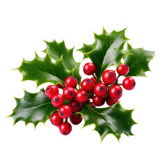 Christmas holly sprig and berries isolated on transparent white background, png. Xmas decoration