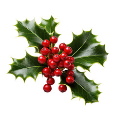 Christmas holly sprig and berries isolated on transparent white background, png. Xmas decoration