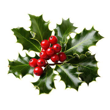 Christmas holly sprig and berries isolated on transparent white background, png. Xmas decoration