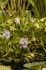 Eichornia is excellent. aquatic plant