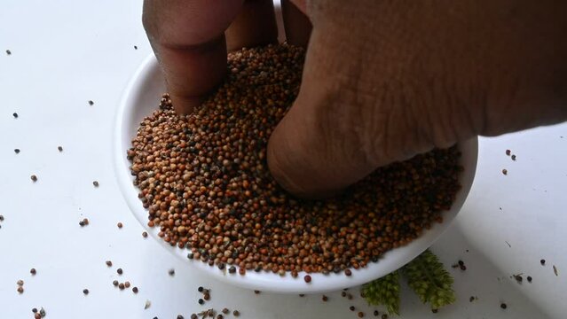 Eleusine coracana or finger millet. It is called Ragi and madua in India and Kodo in Nepal. It  is an annual herbaceous plant. Its widely grown as a cereal crop in the in Africa and Asia.slow motion.