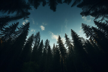 Low Angle Shot of Pine Trees Silhouette in Forest AI Generative - obrazy, fototapety, plakaty