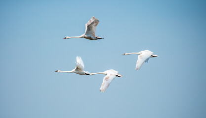 Flying swans in the blue sky. Waterfowl at the nesting site. A flock of swans walks on a blue lake.