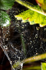 Drops of water on the web.Background