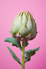 Isolated Artichoke on Pink Background