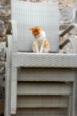 Kotor, Montenegro ginger red stray cat, sitting