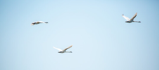 Flying swans in the blue sky. Waterfowl at the nesting site. A flock of swans walks on a blue lake.