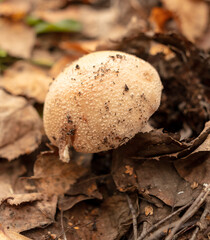 Puffball mushroom grows in the autumn forest. Close-up