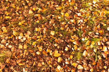 Fallen leaves from a tree on the ground as a background. Autumn