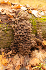 Poisonous mushroom in the ground in the forest in autumn