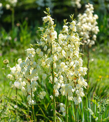 Yucca filamentosa blooms in the park