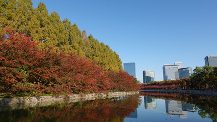 Fototapeta premium 秋の公園
