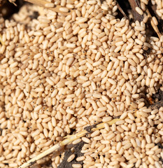 Close up of red ant eggs. Macro