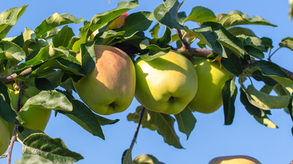 Ripe apples on tree branches in summer