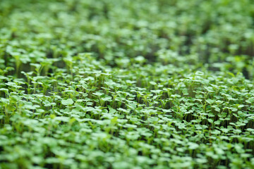 Young radish sprouts growing densely in the vegetable garden.
