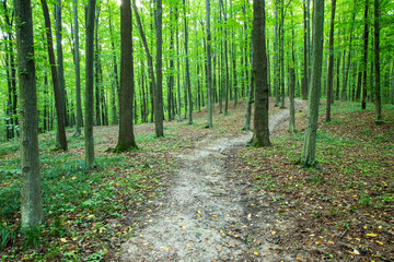 Path in green summer forest