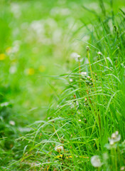 Spring meadow flowers on the summer field of dandelion