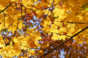 Yellow maple leaves on a twig in autumn