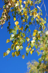 Beautiful green birch leaves background