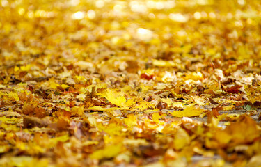 autumn yellow leaves background texture