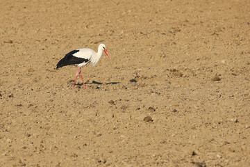 A white stork walks in spring on a freshly plowed field with a list of food. Life of migratory...