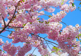 Blooming sakura with pink flowers in spring