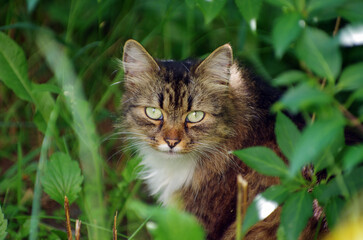 Beautiful gray street cat outdoors