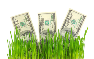 Banknotes in a grass. Cultivation of money.
