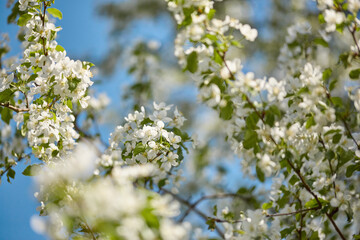 branches of blossoming apple close up against background of blue sky.