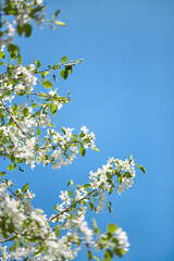 spring banner, branches of blossoming apple against background of blue sky