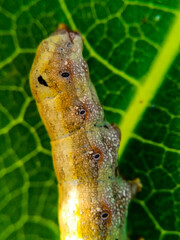 caterpillar on a leaf