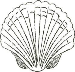seashells vector line art