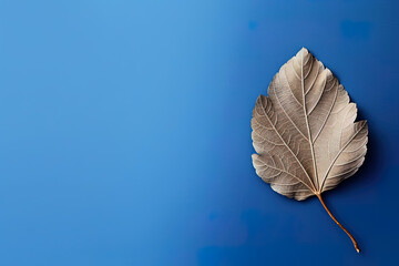 Autumn dried leaf on a blue background with copy space