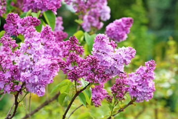 Lilac flowers branch. Floral background natural spring. Blossoming lilac flower bud. spring time color. Beautiful purple petal plant. Botanical flora Aesthetic mood Summer garden