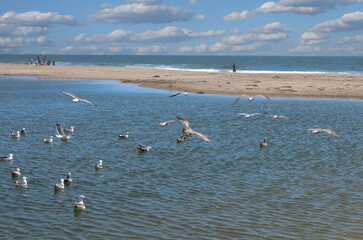 USA California Los Angeles Santa Monica District May 13, 2023 birds on the beach