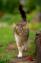 Naklejka na ściany i meble domestic cat walks in the garden. A tricolor cat walks in a greenhouse