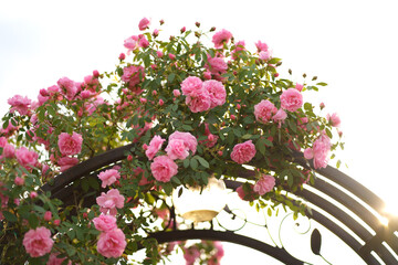 Rose grows on a arch. Rose curly, climbing grows on a metal arch, support. Vegetation for landscape design. Fence decor in a private courtyard