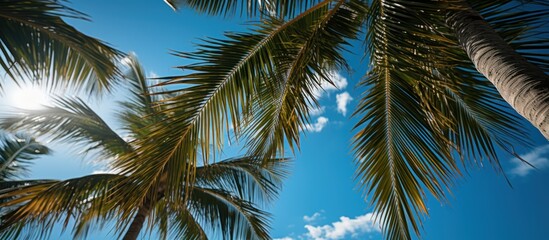 Fototapeta na wymiar Coconut palm tree on blue sky background. Summer vacation concept.