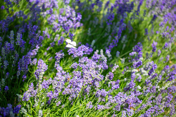 Butterflies on spring lavender flowers under sunlight. Beautiful landscape of nature with a panoramic view. Hi spring. long banner