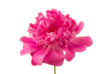 one big beautiful pink peony flower isolated on white background