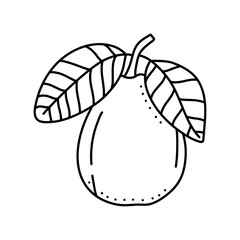 Linear Guava. Hand drawn Guava fruits isolated on white background. doodle style design for coloring book.