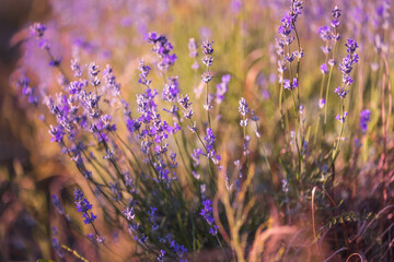 Lavender purple flowers close-up, summer field